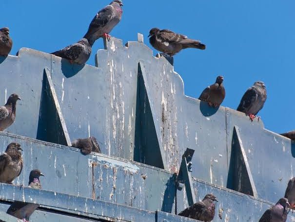 Bird Control