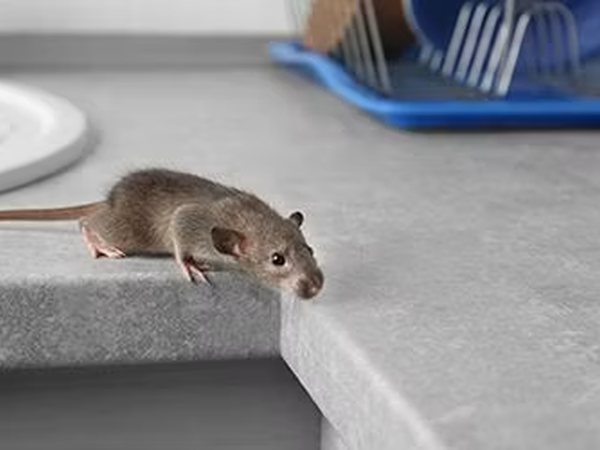 Rodent Control
