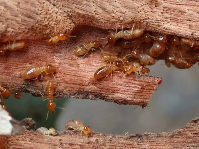 Termite Control